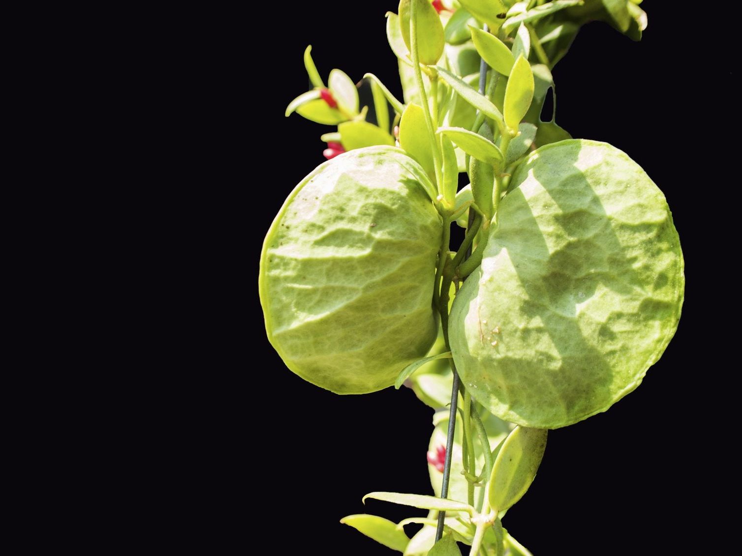 Dischidia Ant Plants - How To Take Care Of Dischidia | Gardening Know How