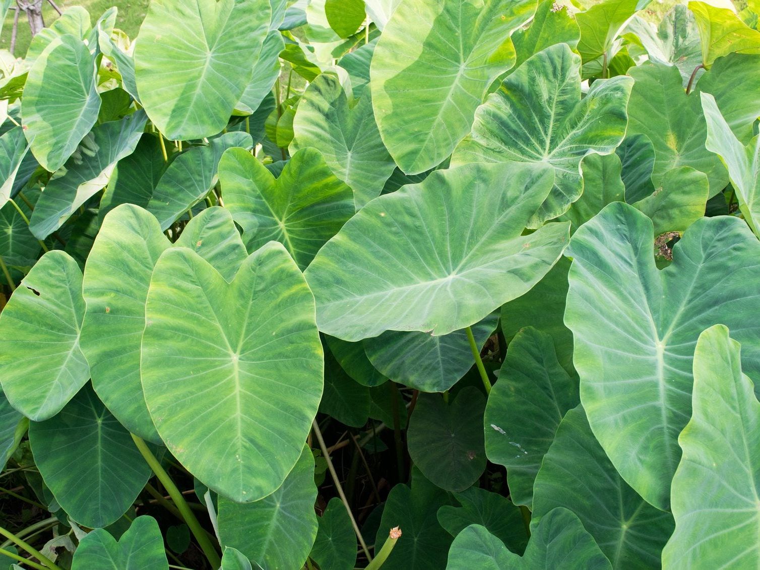 umbrella plant indoor Umbrella Plant Varigeated