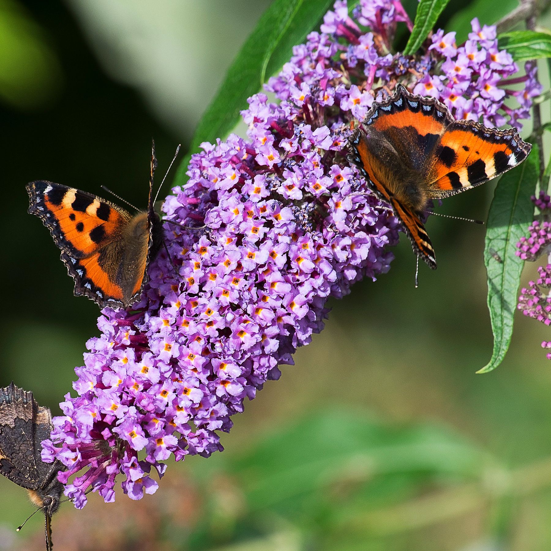 Butterflies on buddleja flowers in garden