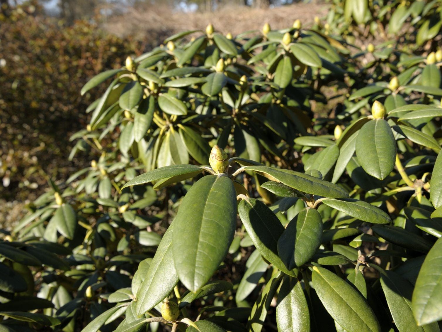 Non-Flowering Rhododendrons - How To Get A Rhododendron To Bloom |  Gardening Know How