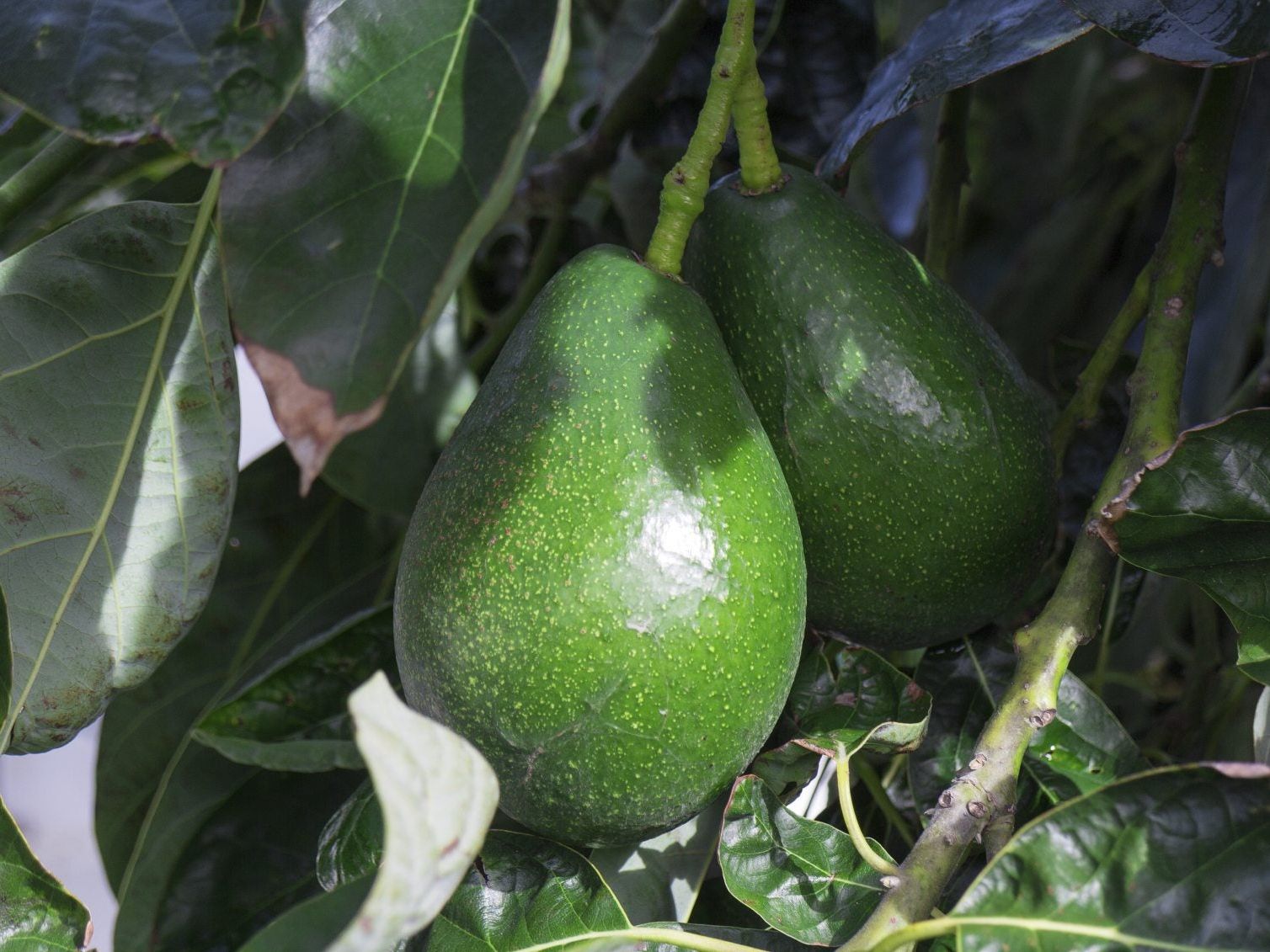 Fertilizing Avocado Trees - What Are Avocado Fertilizer Requirements |  Gardening Know How