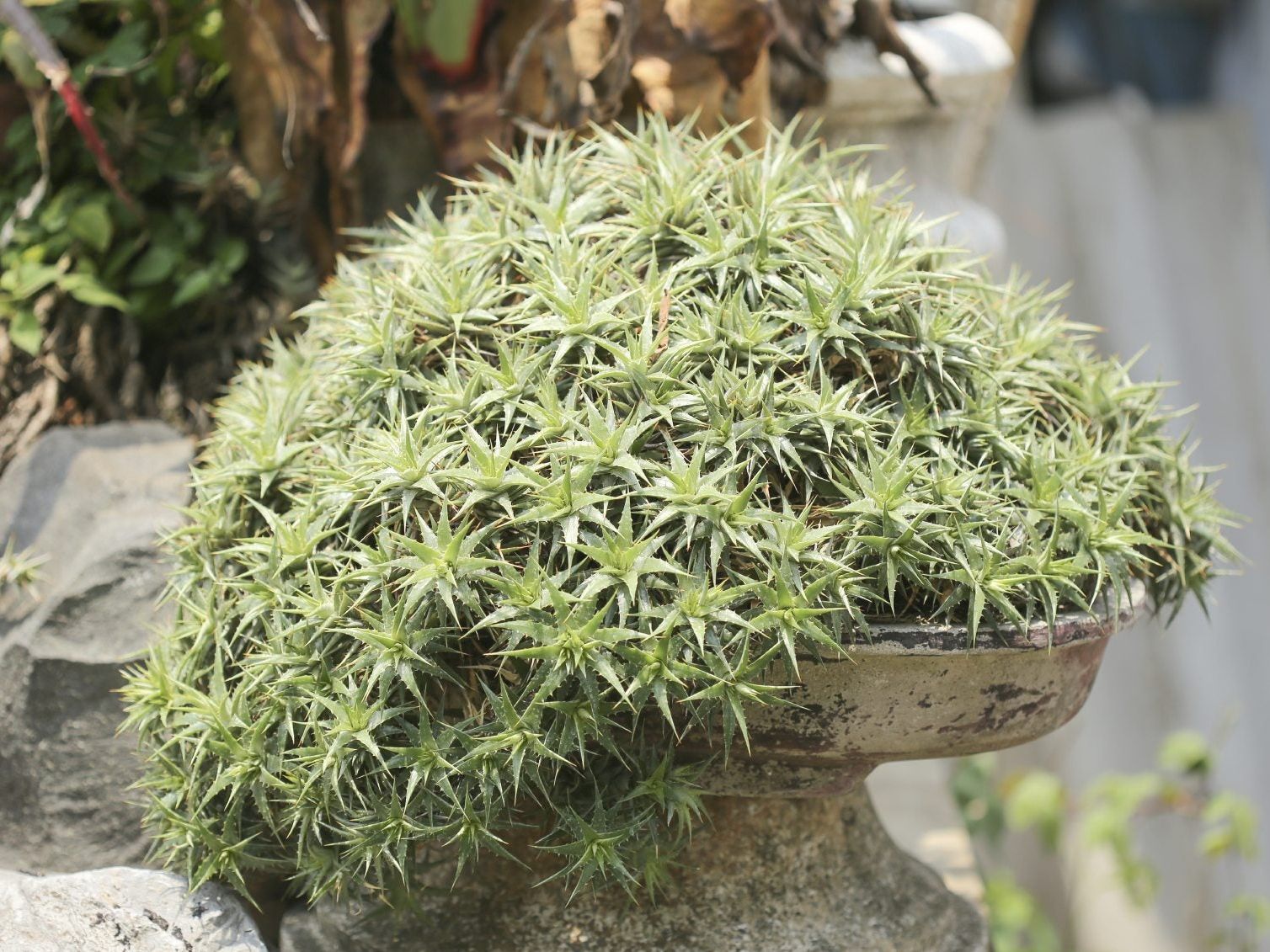 Dyckia Bromeliad Care - Learn About Dyckia Growing Conditions And