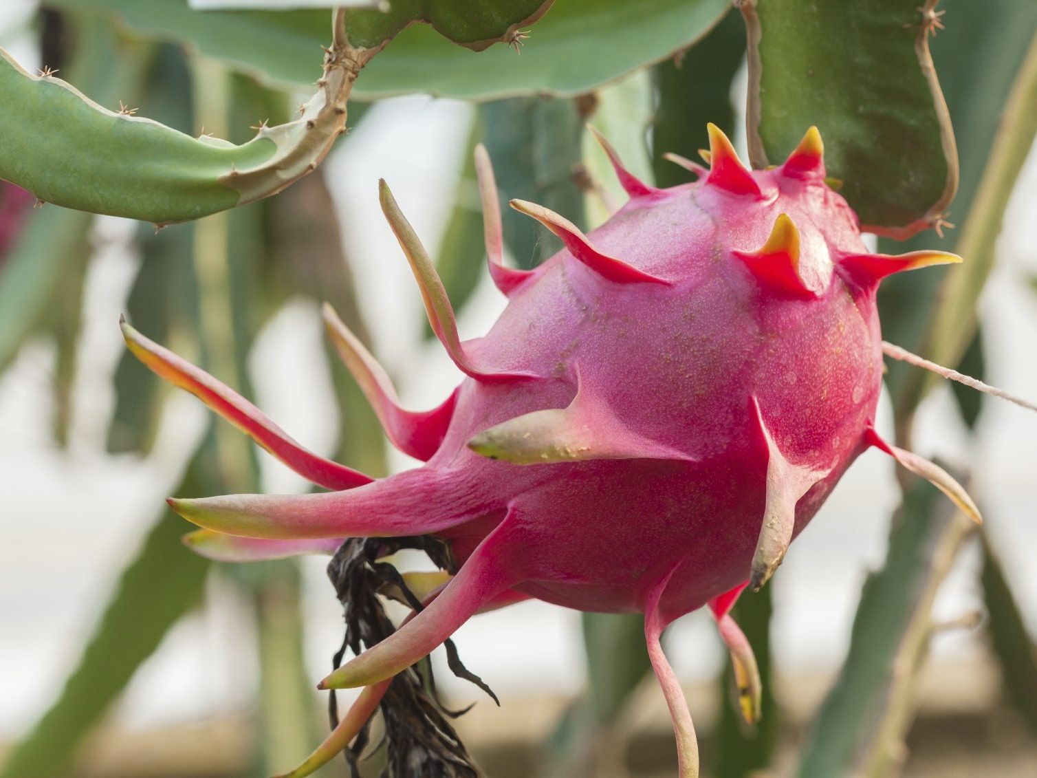 Pitahaya Dragon Fruit: Tips On Growing Dragon Fruit Trees | Gardening Know  How