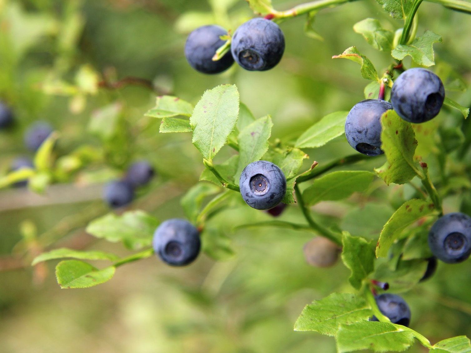 Blueberry Fertilizer: How To Fertilize Blueberries | Gardening Know How, image size:1508x1131