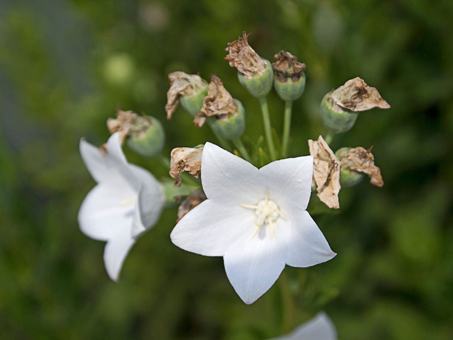 Double Balloon Flower, Chinese Belflower, Japanese Bellflower (Platycodon Grandiflorus