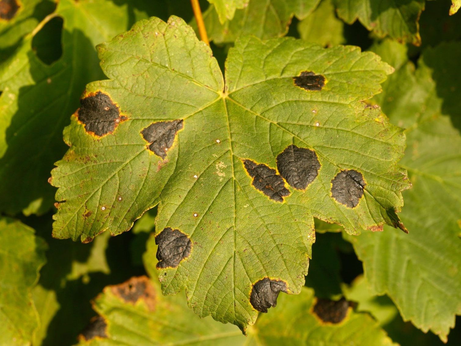 What Are The Black Spots On My Silver Maple Tree Leaves - Infoupdate.org