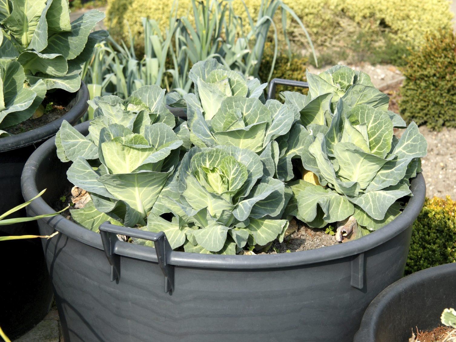 sand for potting mix Rosy Soil Cactus & Succulent Mix: Fast-Draining, Biochar-Infused, &  Microbially Active Formula  Rooted Hues