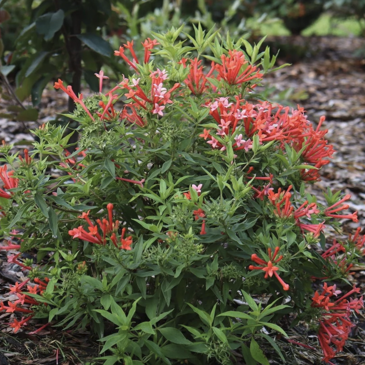 Firecracker shrub in bloom