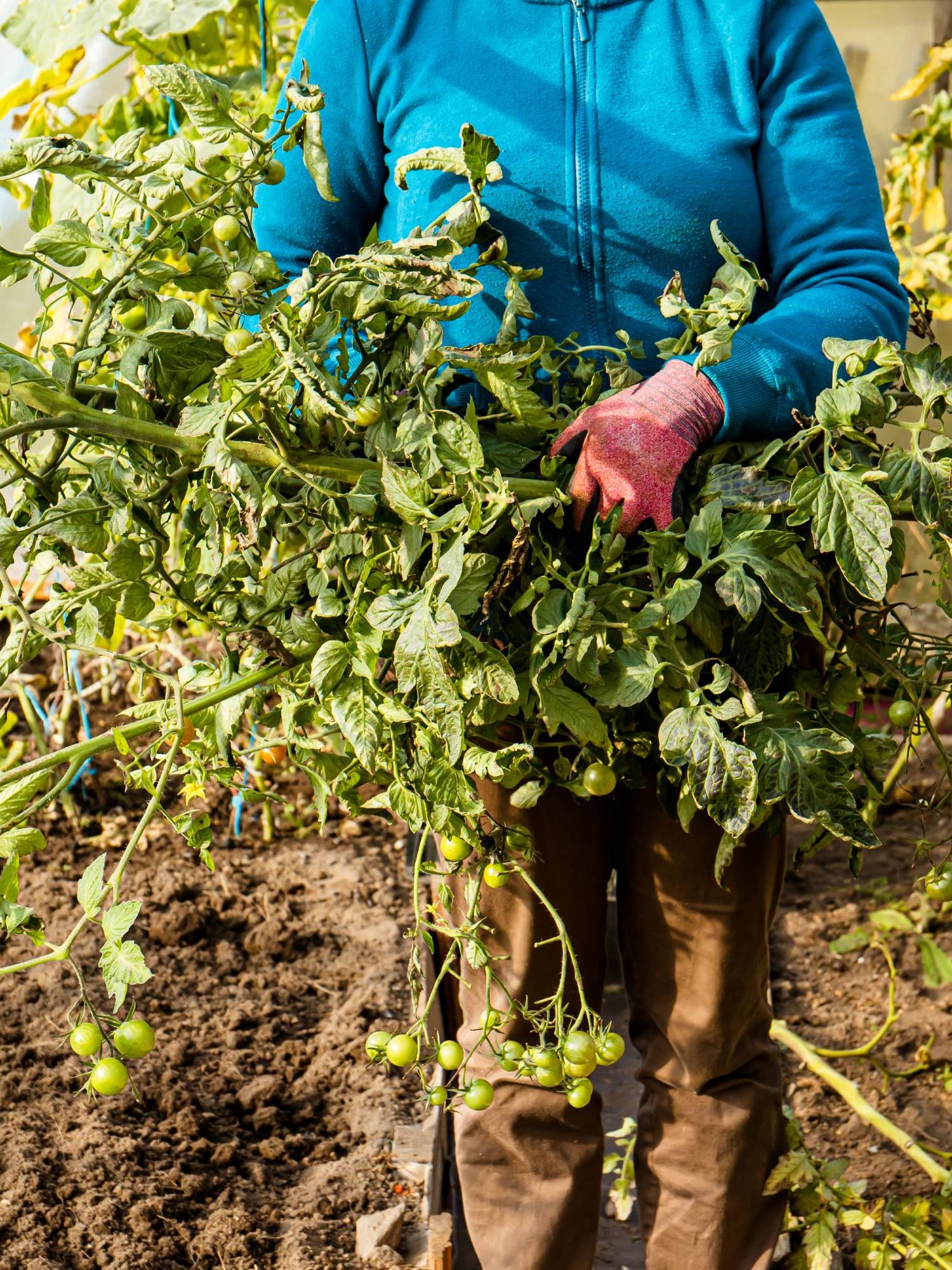 Gardener clearing tomato vines