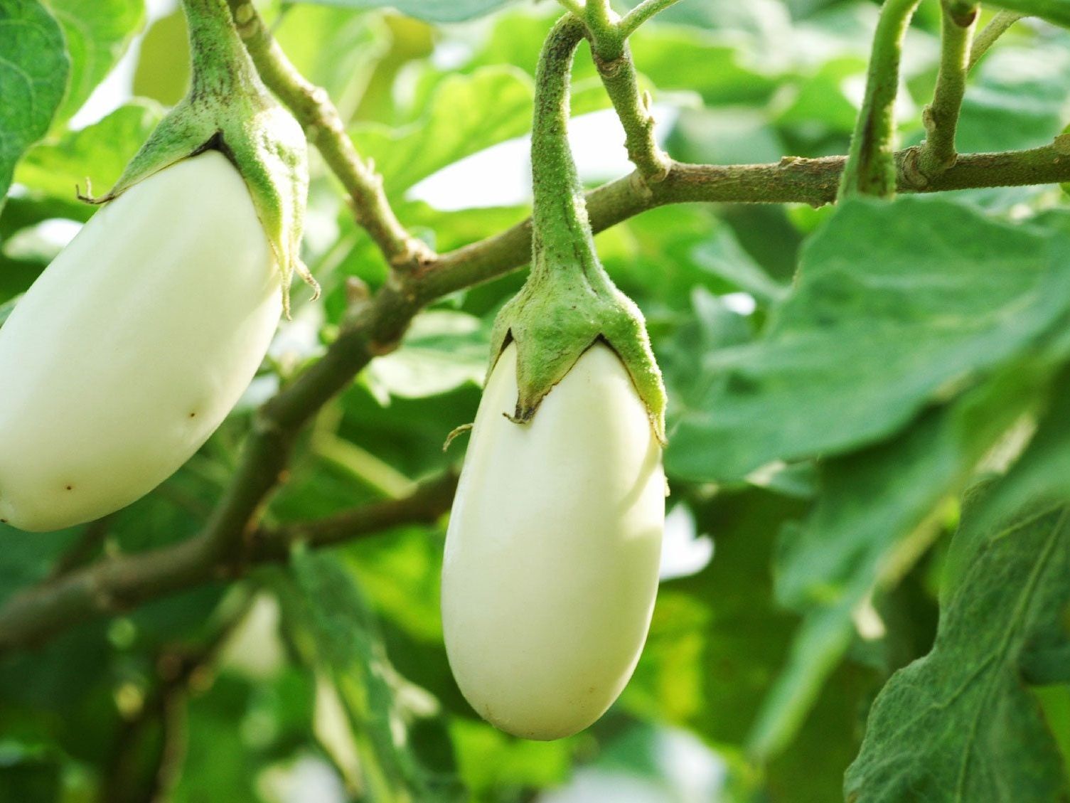 Eggplant Types For Gardens - What Are Some Good Varieties Of