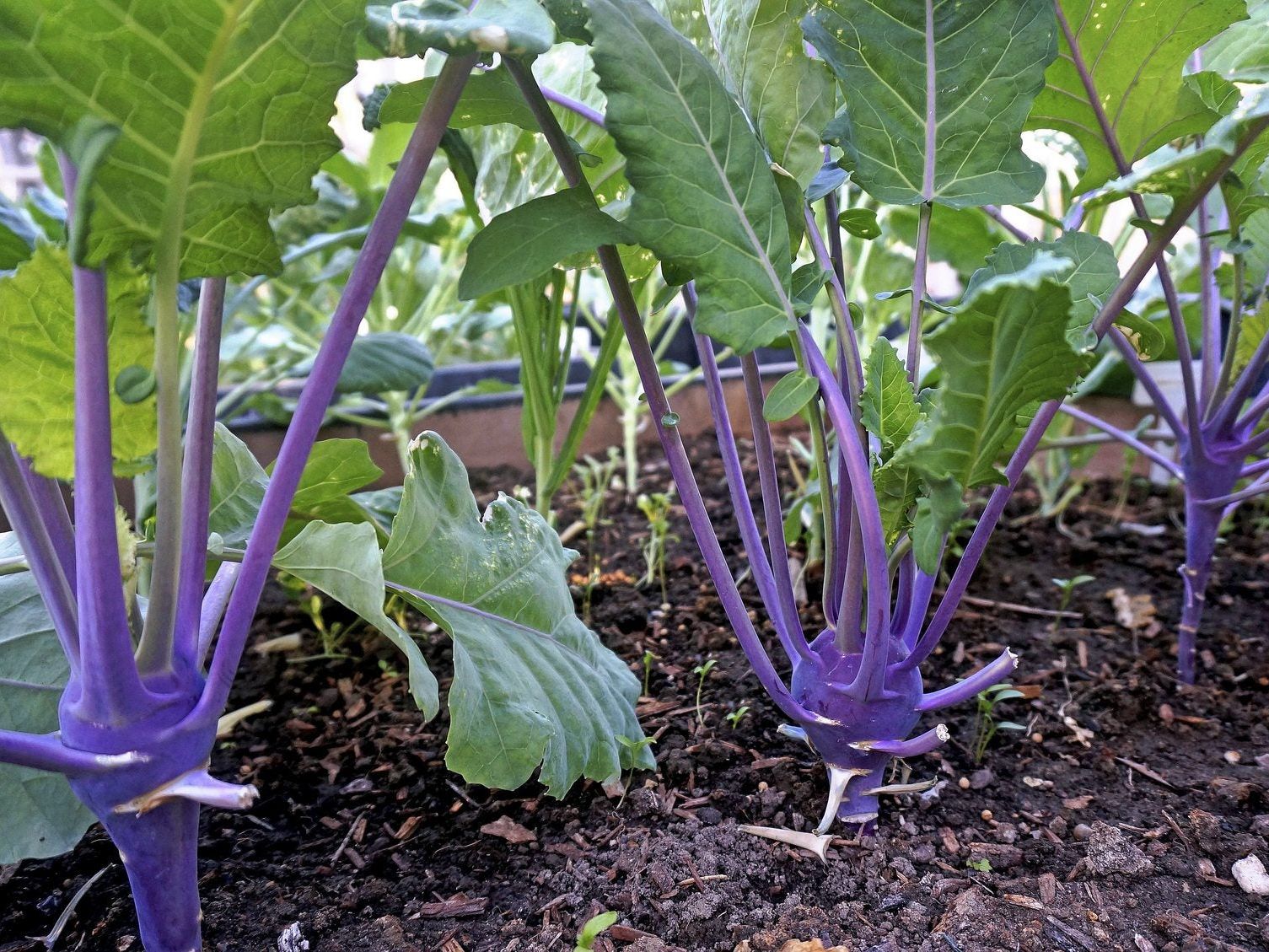 grit for plants Grit  The Watered Garden