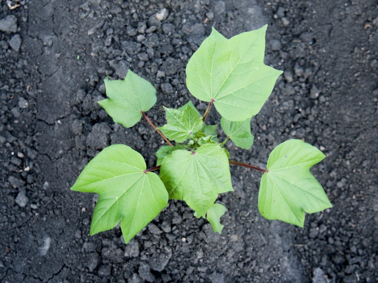 Sowing Cotton Seeds: Learn Which Way To Plant Cotton Seeds | Gardening Know  How