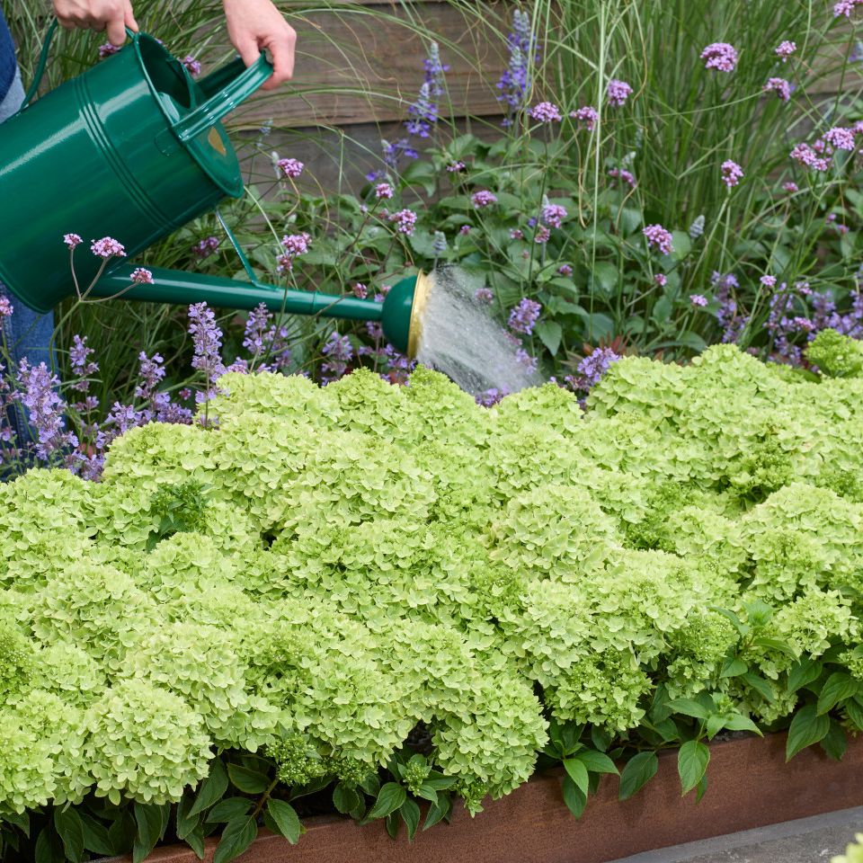 Groundbreaker&amp;reg; Greeny&amp;trade; Hydrangea