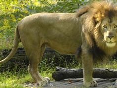 Top 10 Swingers of the Animal Kingdom | Live Science