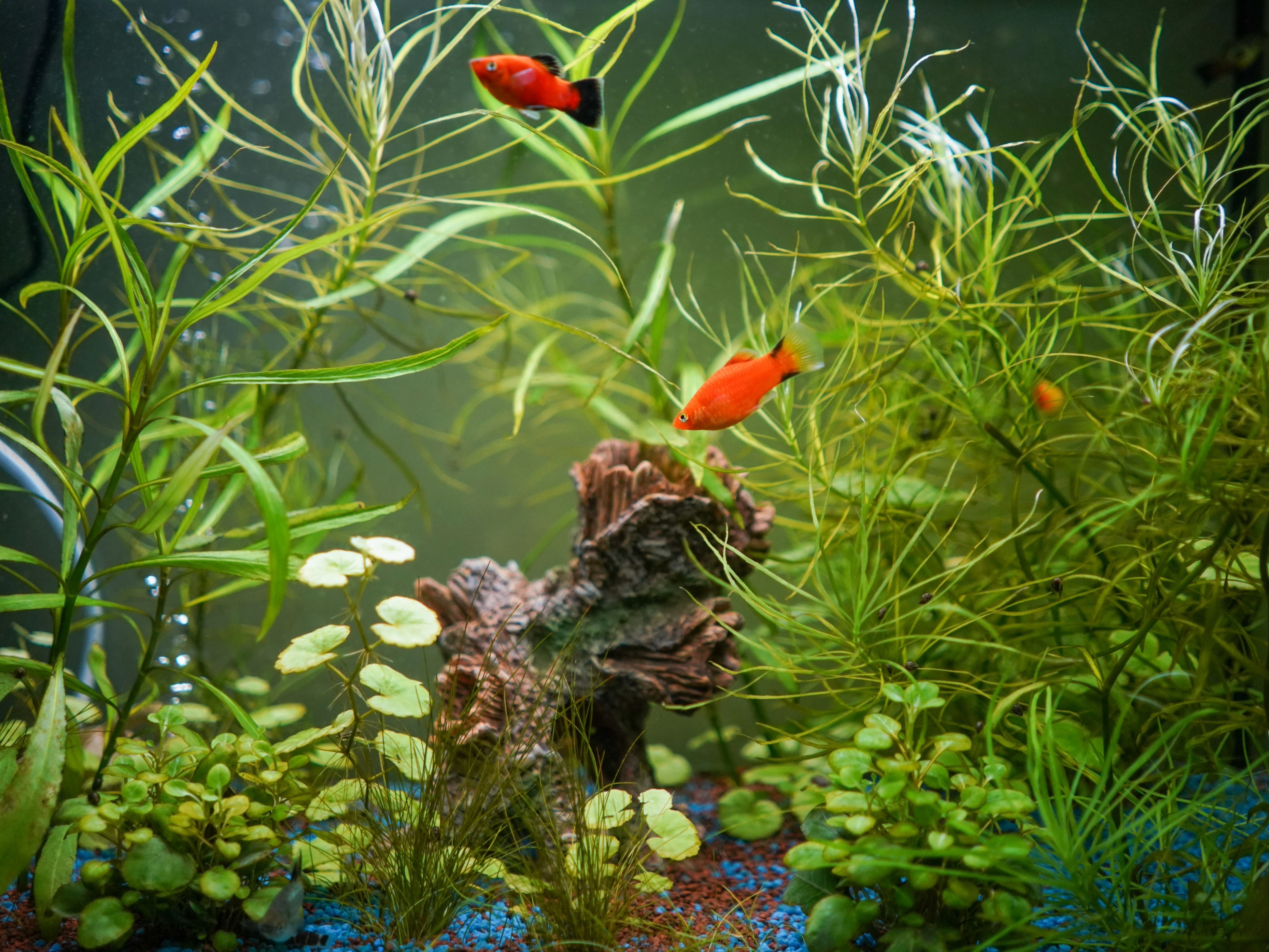 Best Aquarium for Peaceful Freshwater Species: Ultimate Guide