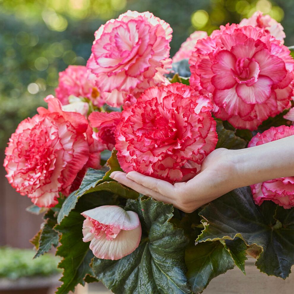 Begonia Picotee White Pink