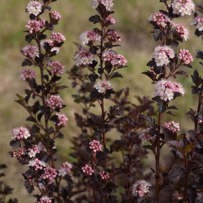 Proven Winners Colorchoice 5" Pink Tiny Wine Ninebark Live Plant in 4.5" Pot (4 Count)