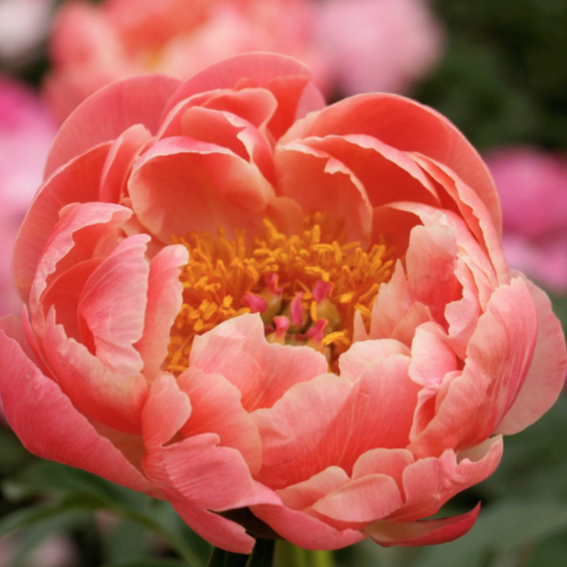 Coral Charm Peony Root