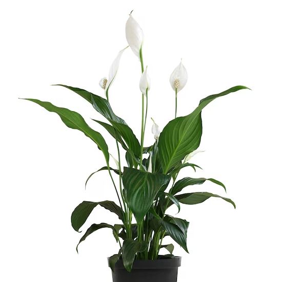 Lowe's peace lily