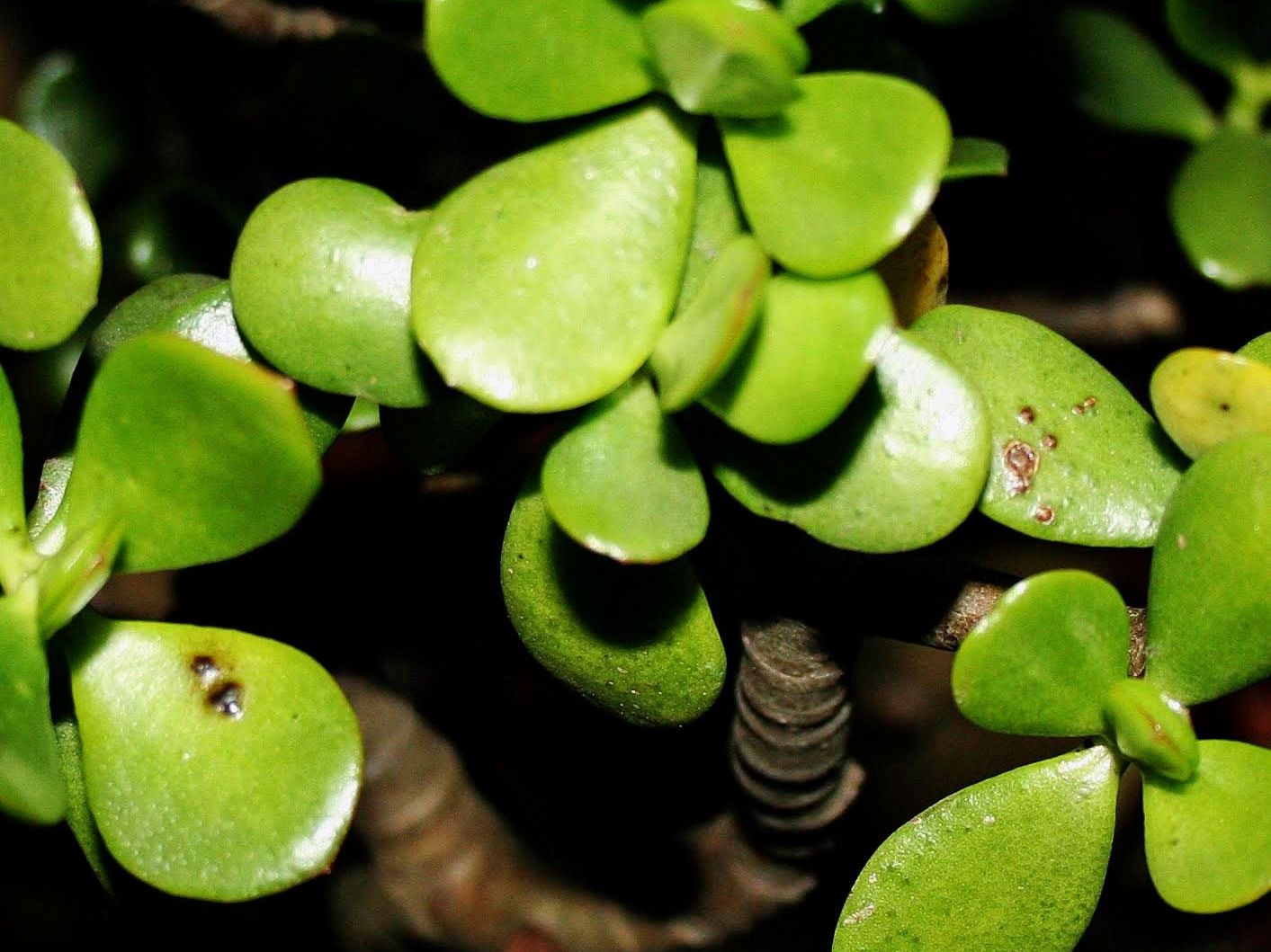 Jade Plant Problems - What To Do For Black Spots On Jade Plant Leaves |  Gardening Know How