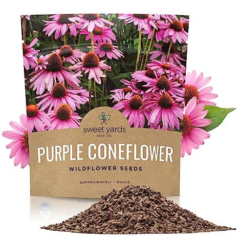 Purple Coneflower Seeds &amp;ndash; Extra Large Packet &amp;ndash; Over 3,000 Open Pollinated Non-Gmo Wildflower Seeds &amp;ndash; Echinacea Purpurea