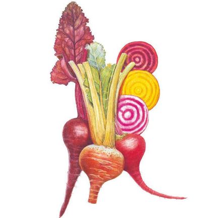 Gourmet Blend Beet Seeds