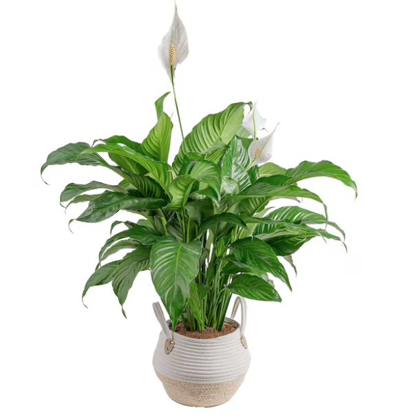 Costa Farms Peace Lily