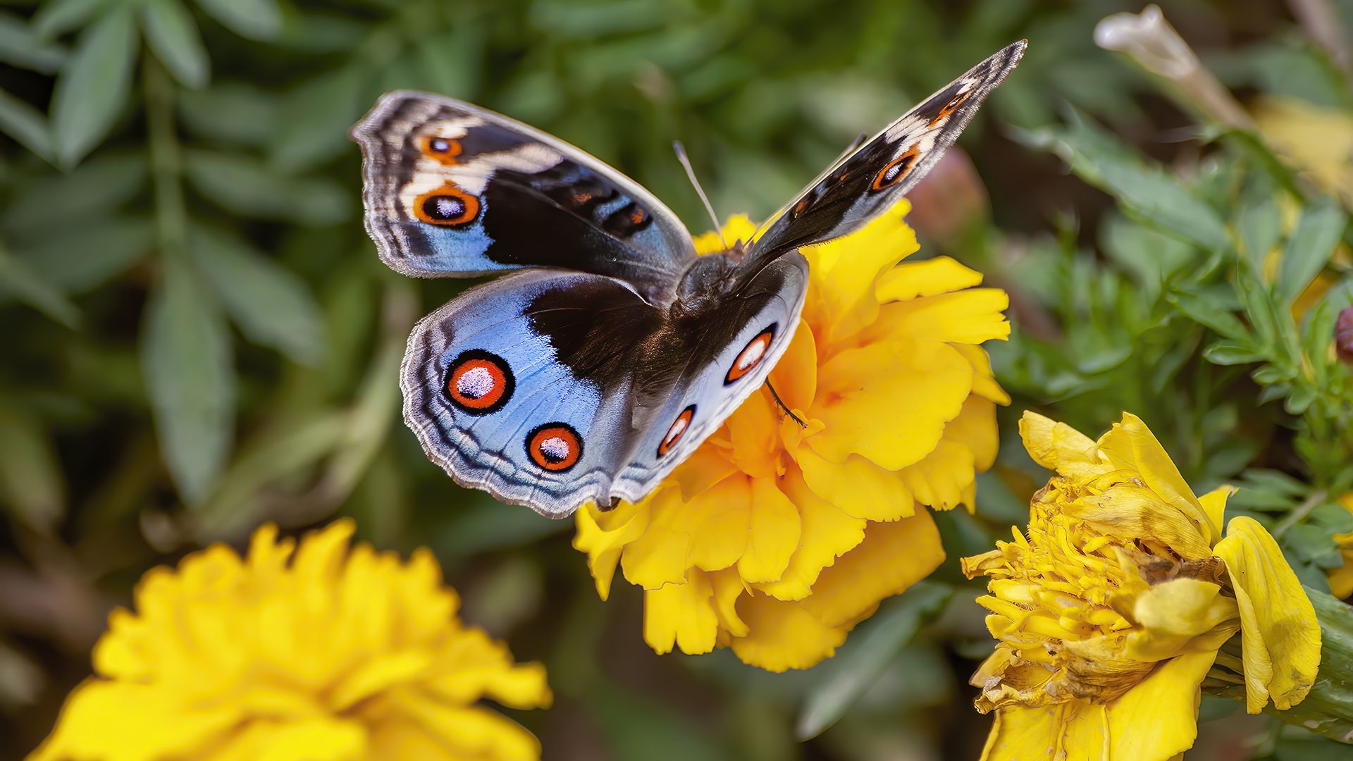 Best fly repellent plants: 10 plants to keep pests away | Homes and Gardens