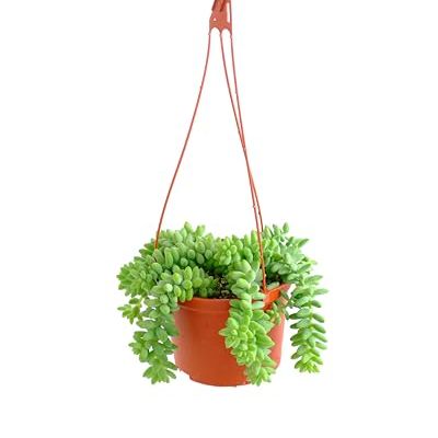 Shop Succulents Burro's Tail Hanging Succulent, Sedum Morganianum, Fully Rooted Live 6&amp;quot; Succulent Plant With Hanger, Low Maintenance Indoor Plant, Trailing Succulents, Gift &amp;amp; Garden