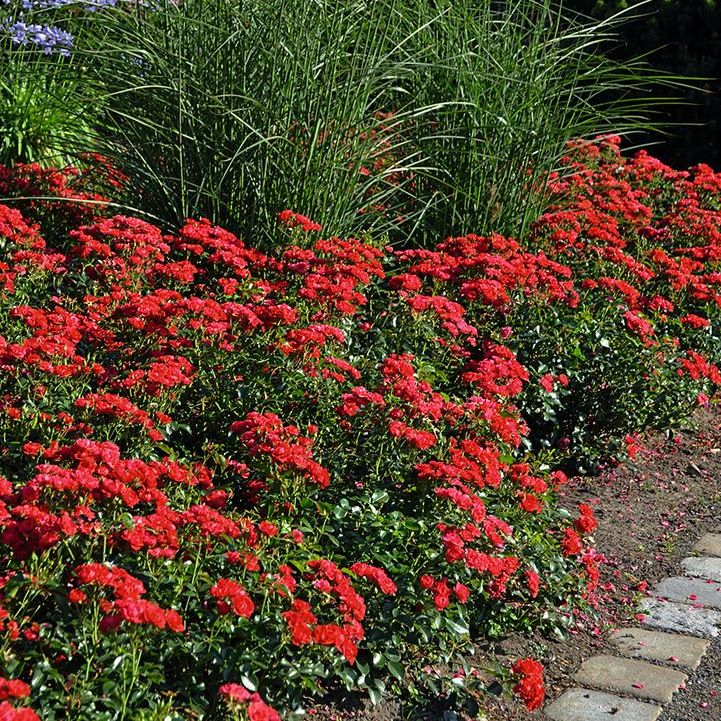 Flower Carpet® Mini Cherry Rose
