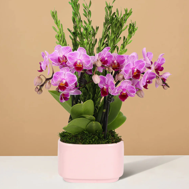 The Sill pink orchid blooms