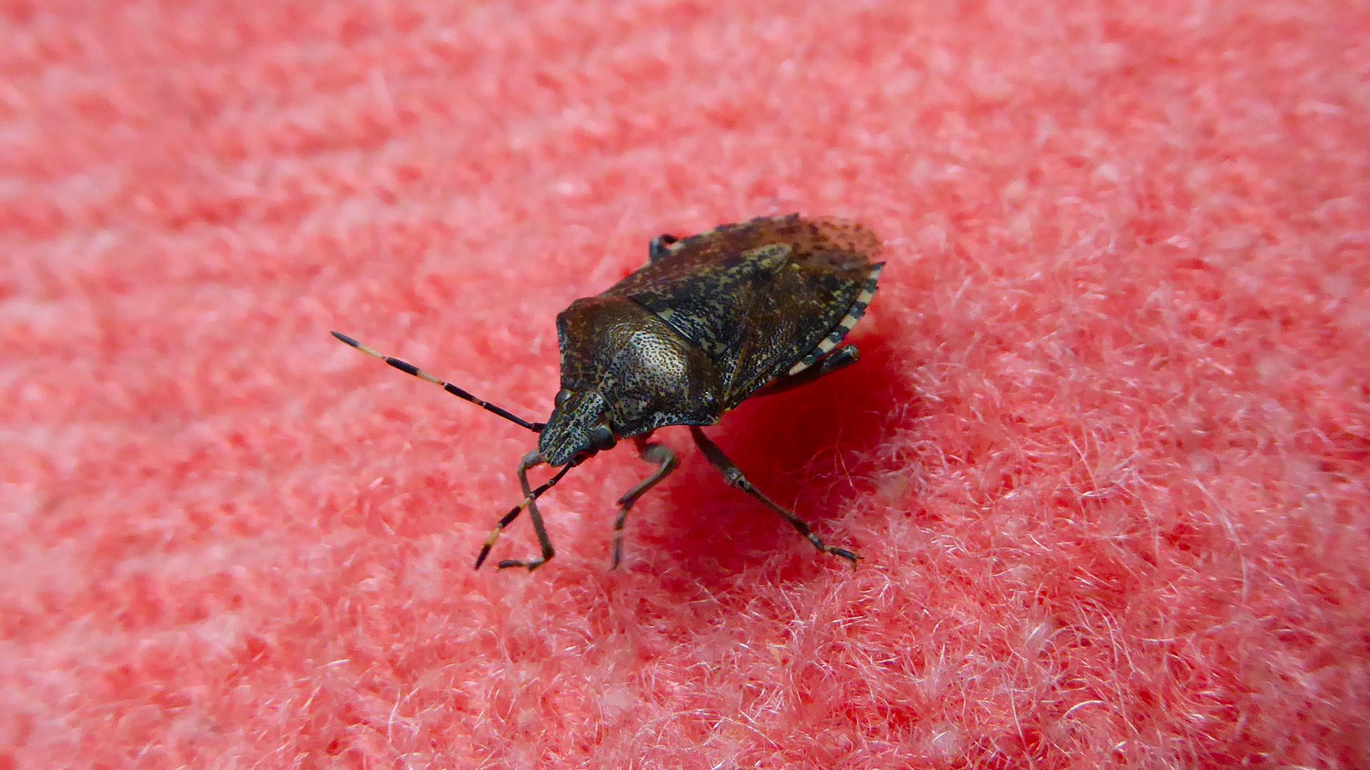 Stink bug