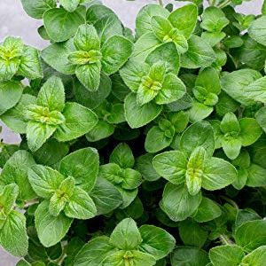 Oregano Seeds for Planting - Origanum Vulgare Culinary Herb for Italian Dishes - Grow Indoors or Outdoors for Fresh Flavor and Pollinators - Heirloom, Non-Gmo - Survival Garden Seeds (1 Pack)