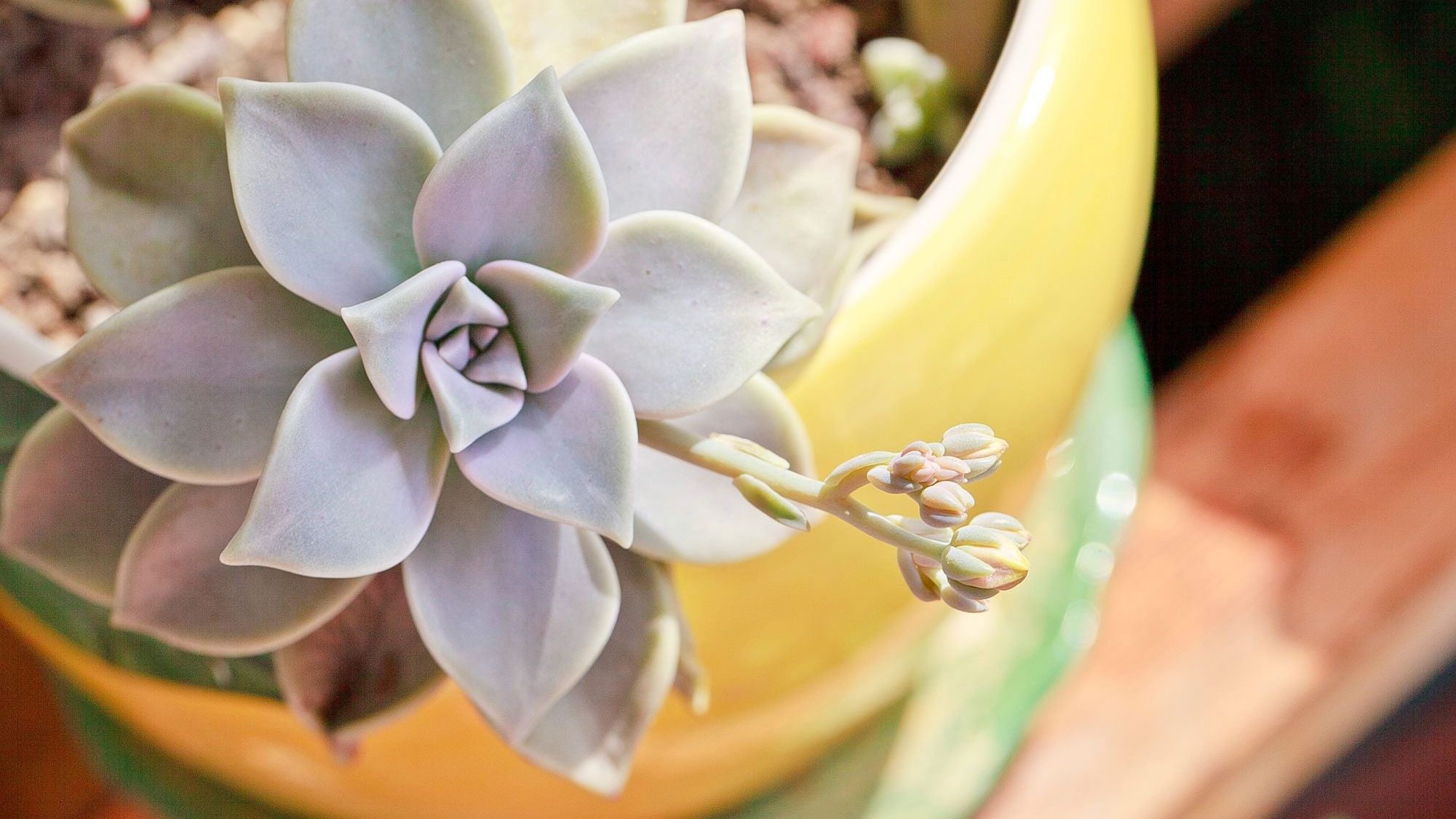 paint clay plant pots Paint-a-Plant Pot  Pott'd US