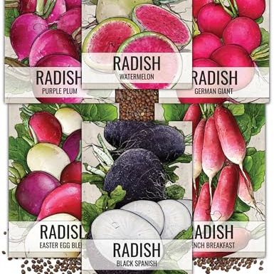 Seed Needs, Multicolor Radish Seed Packet Collection (6 Individual Varieties of Radish Seeds for Planting) Non-Gmo &amp;amp; Untreated