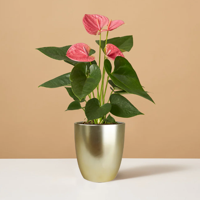 The Sill pink anthurium