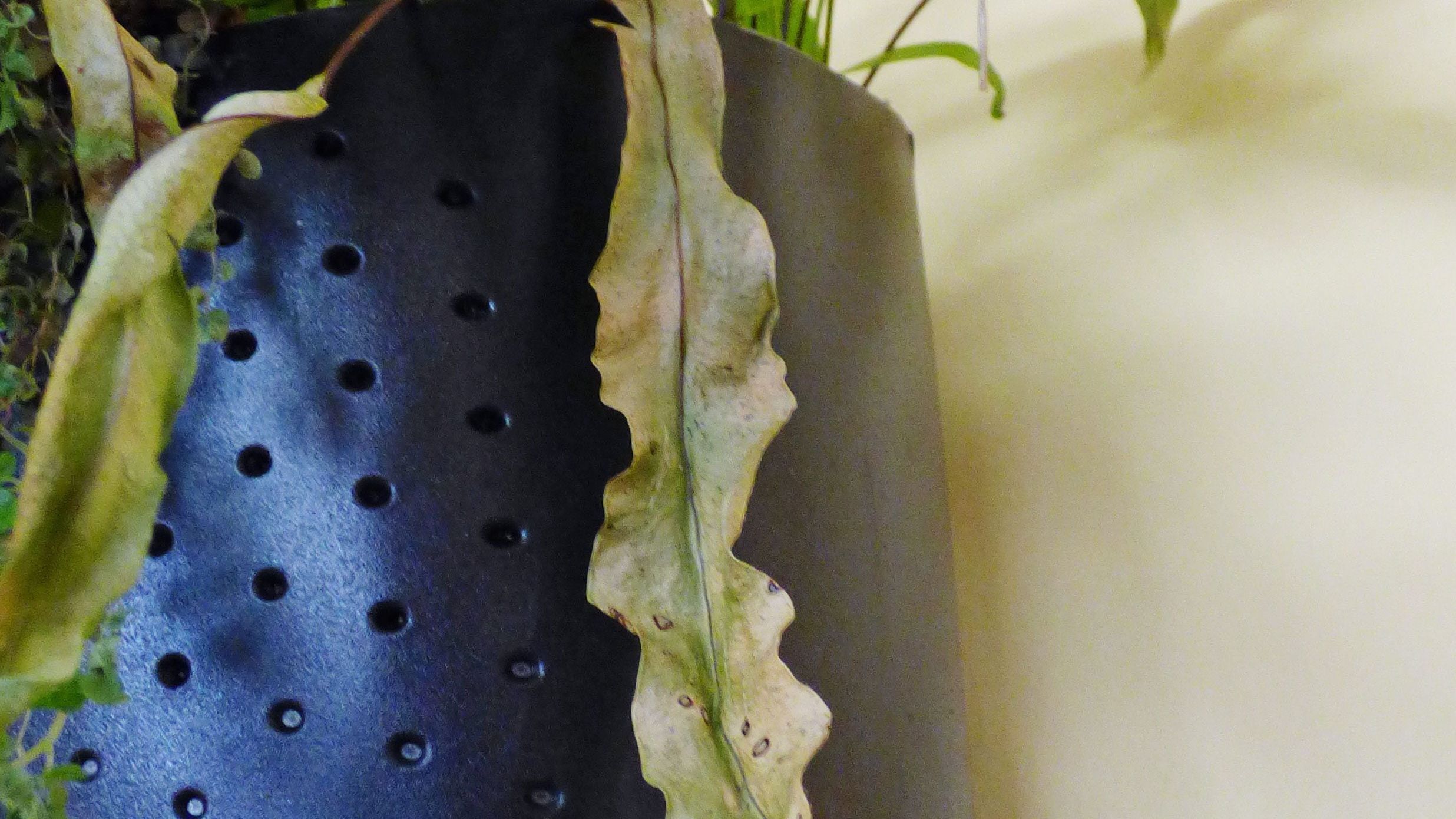 Papery Leaves On Plants - What To Do For Papery Spots On Leaves | Gardening  Know How