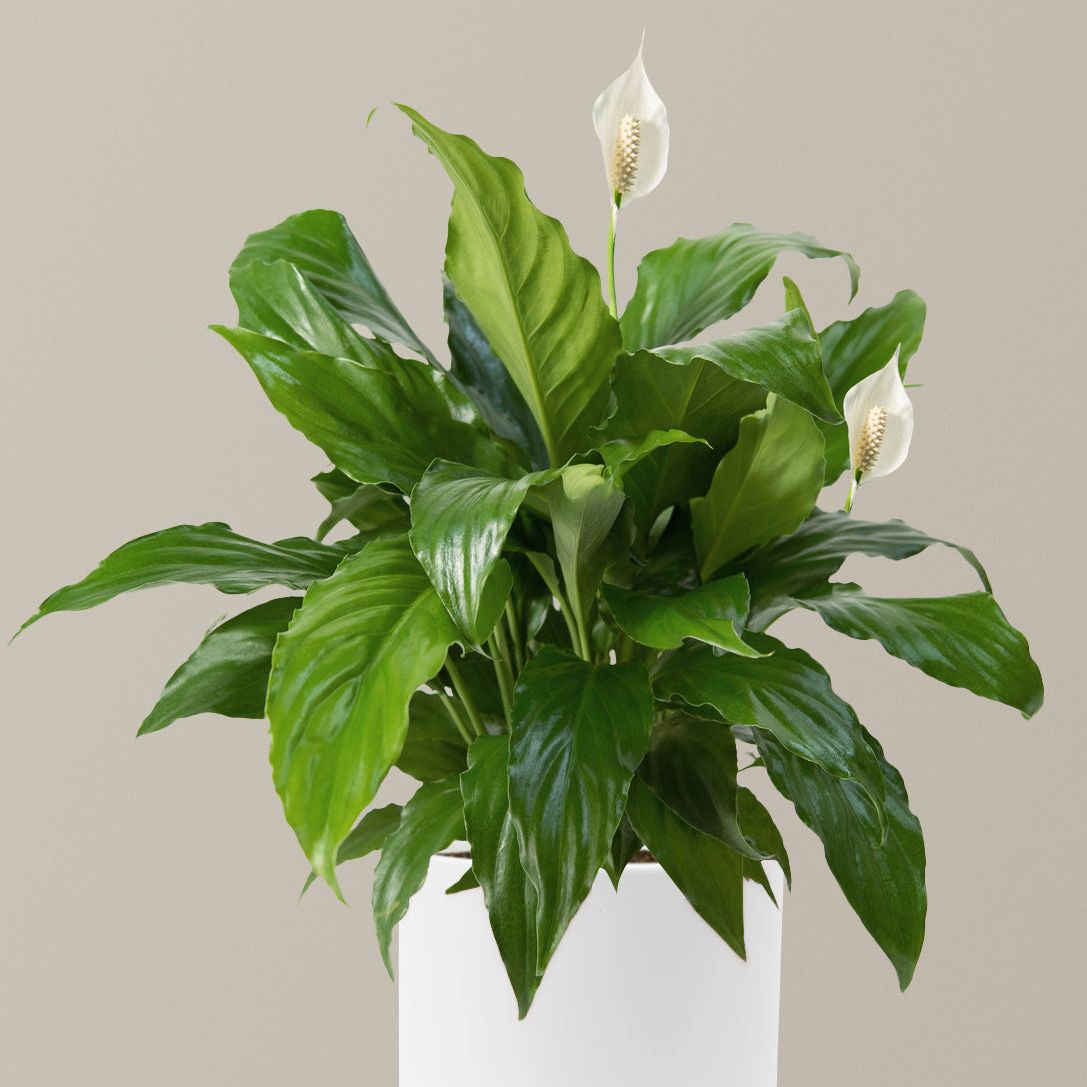 Peace Lily - Medium (15"-19" Tall) / Isabella (6.25" Wide) / White