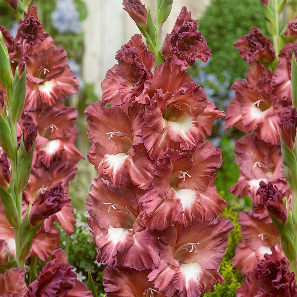 Gladiolus Cappucino
