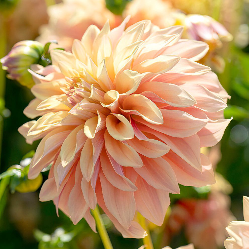 Dahlia&amp;nbsp;tyrell