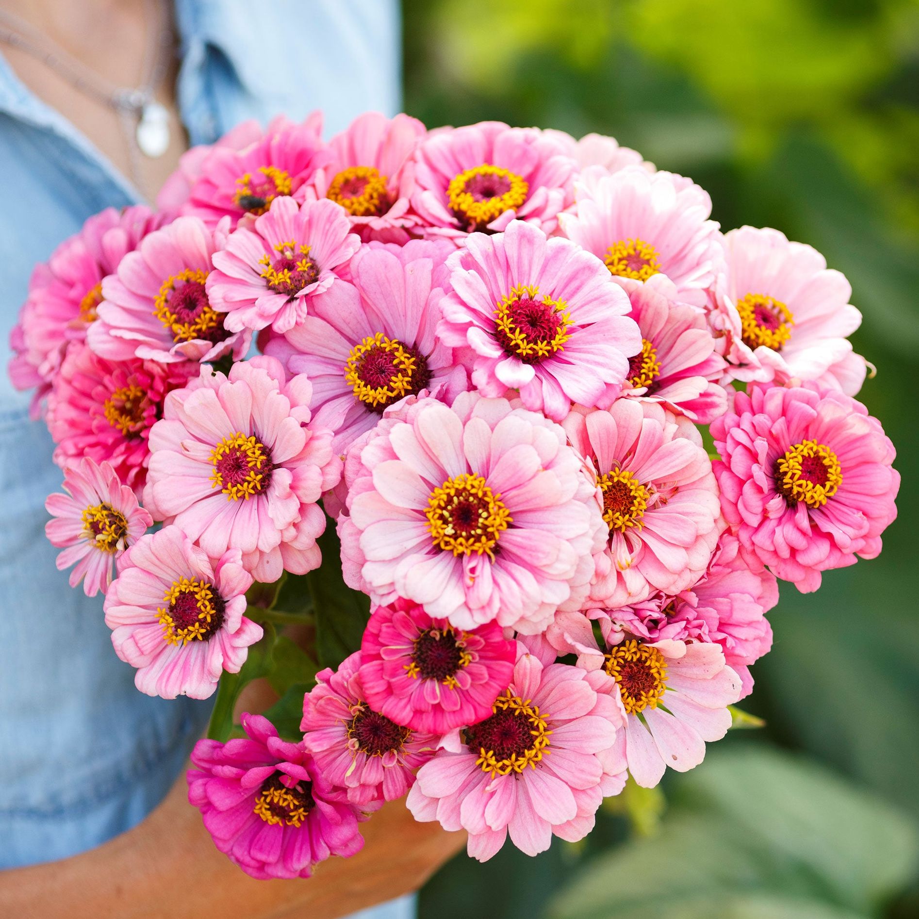 Zinnia Seeds - Exquisite