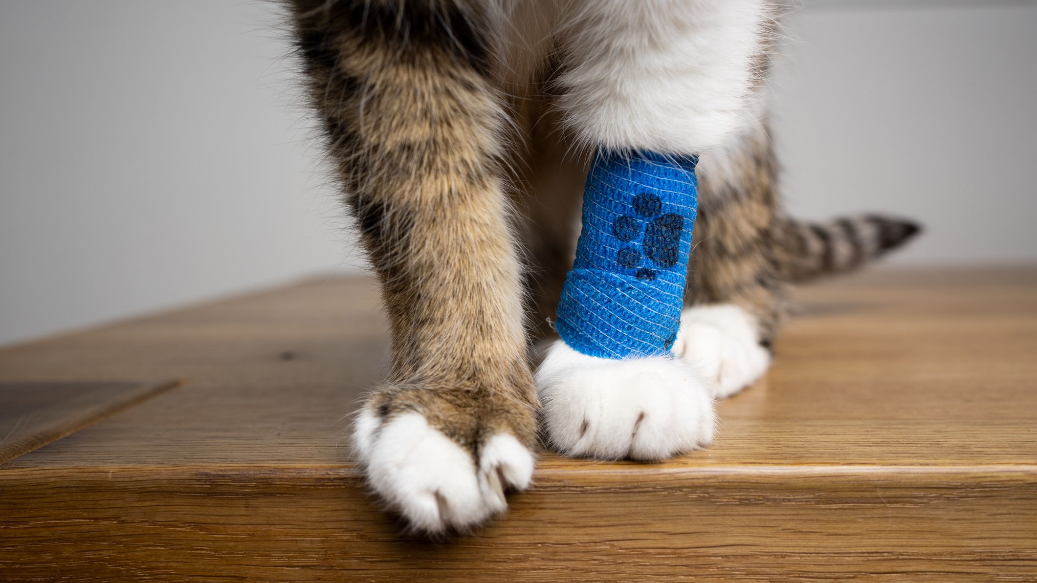 A cat standing on a table with its leg bandaged.