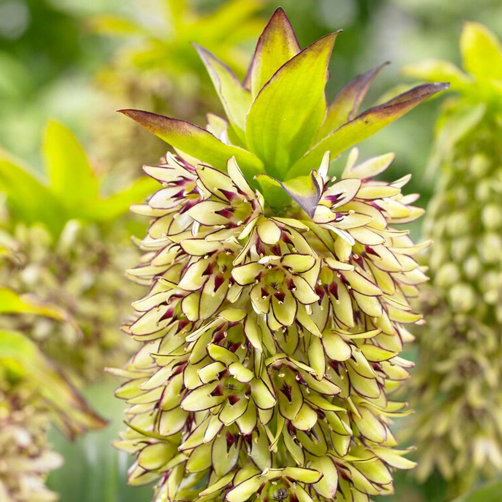 Eucomis Bicolor (pineapple Lily)
