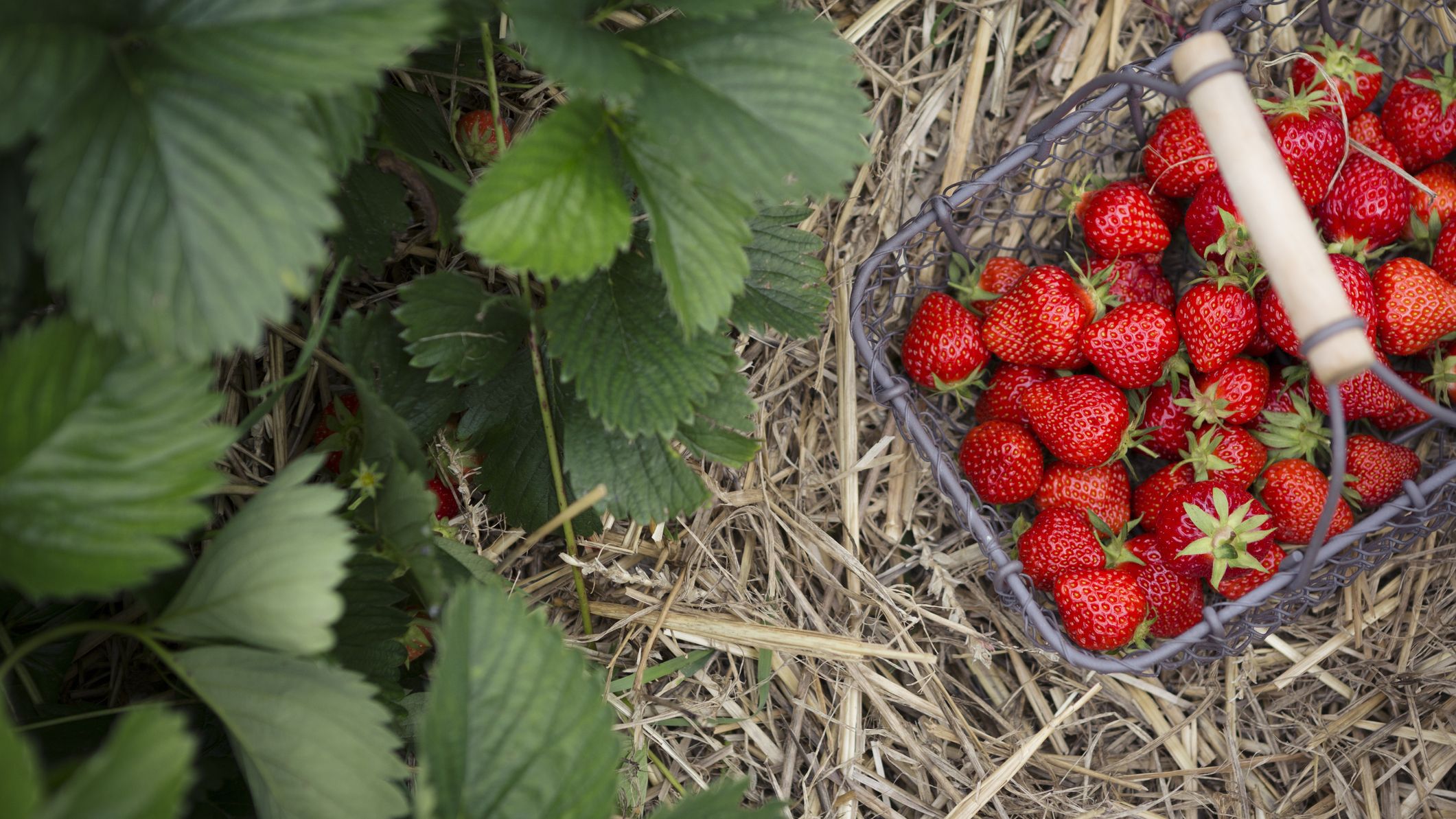 Strawberries: when to plant strawberries and how | Real Homes