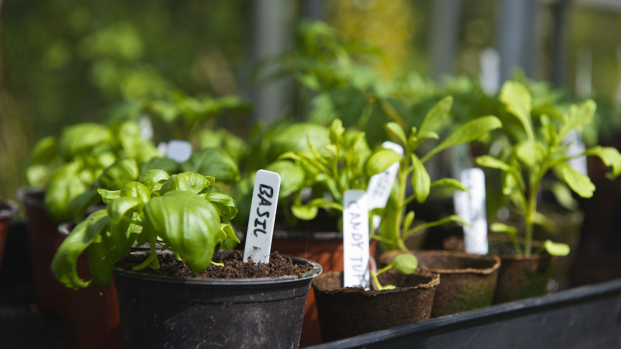 How to grow basil  with expert tips from Monty Don | Real Homes
