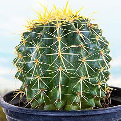 Cactus Outlet- Golden Barrel Cactus Plant - Live Cactus Plants - Barrel Cactus Plants Live - 1 Gal - Landscape Ready Barrel Cactus Plants Live Delivered Right to Your Door - Live Plants Outdoor