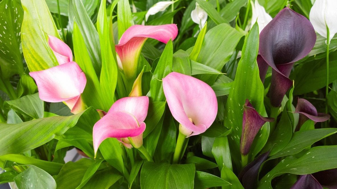 LIS CALLA｜“IN HER GREATEST YEARS” Be My® First Love - Calla Lily - Zantedeschia hybrid