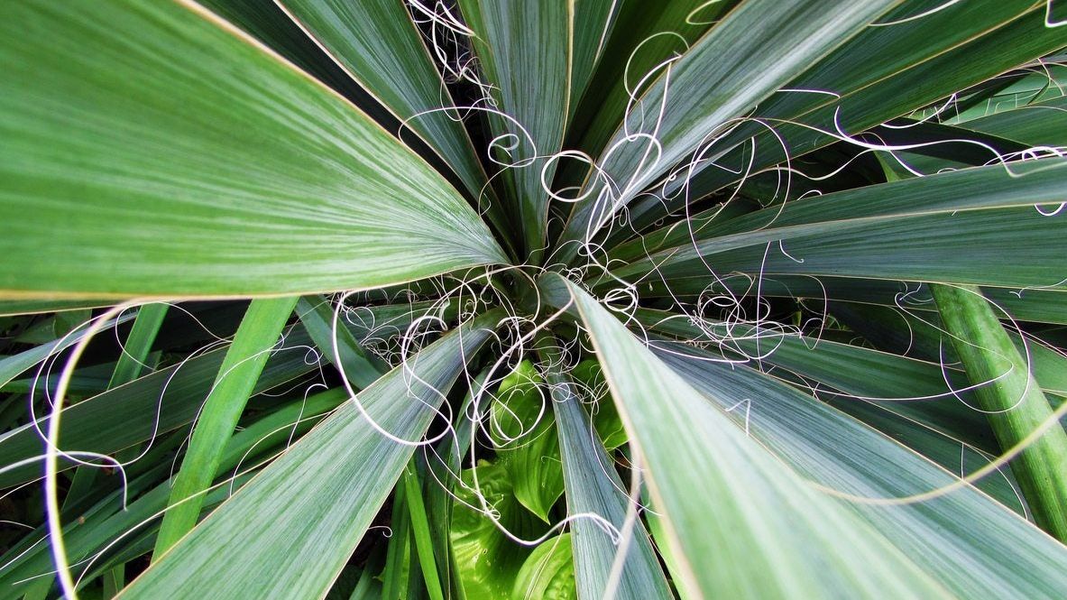 What Is Adam's Needle Yucca: Tips For Growing Adam's Needle In The Garden |  Gardening Know How