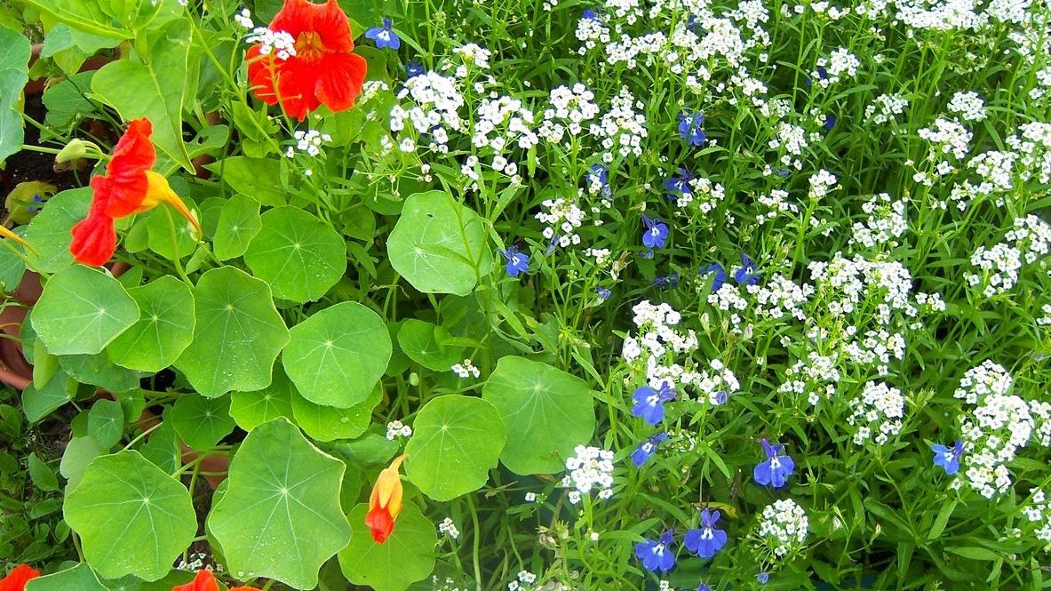 Hardy Flowering Plants - Annual And Perennial Flowers For Zone 6 Gardens |  Gardening Know How