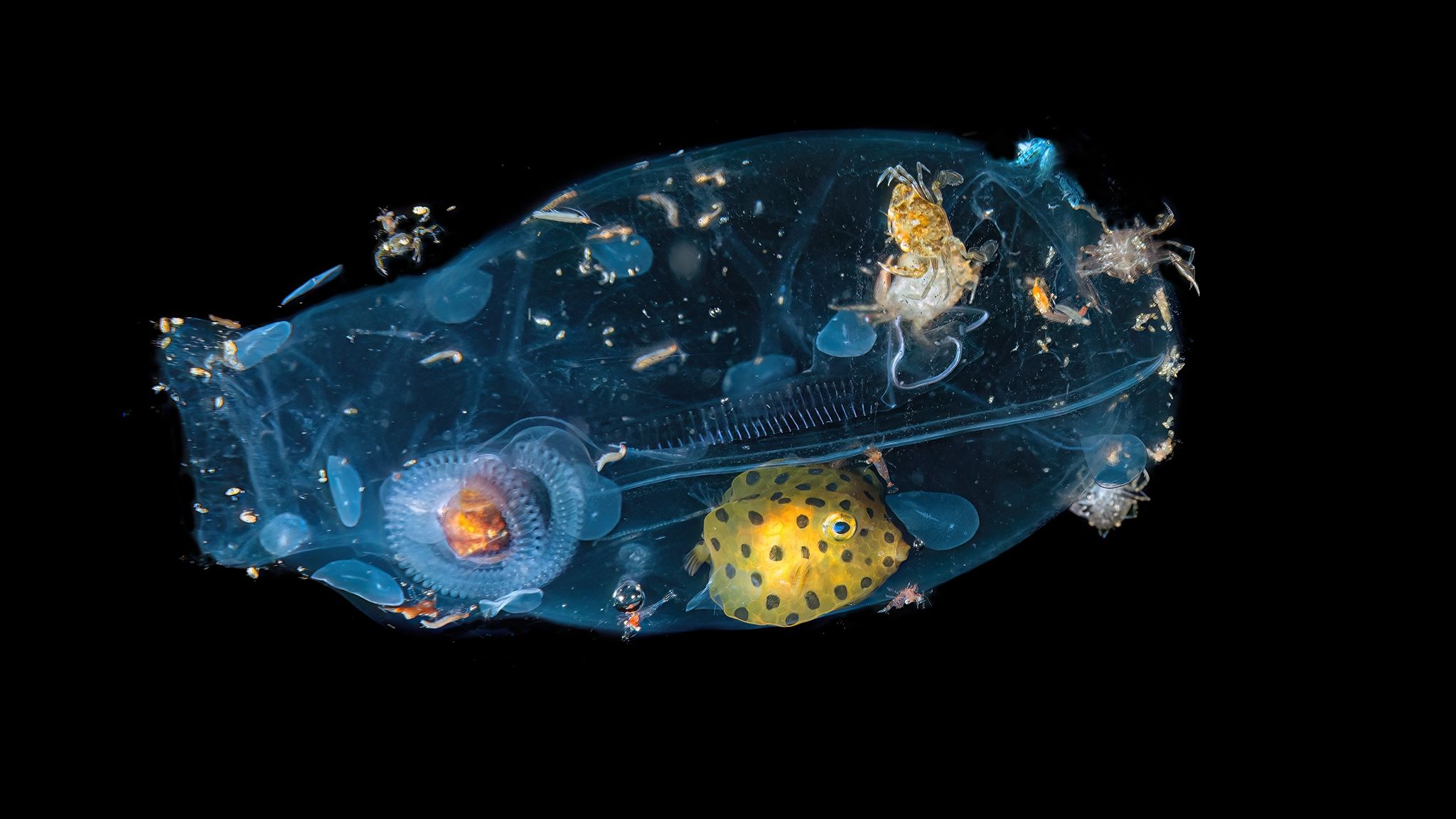Captured on an Indonesian night dive with a Nikon D800E, this